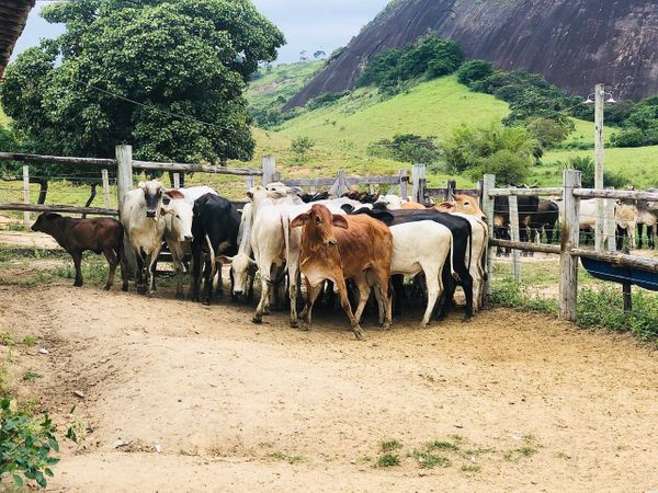 22 cabeças de gado foram recuperados em Carlos Chagas, Minas Gerais