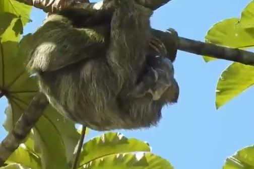 bicho preguiça de três dedos deu à luz em cima de uma árvore