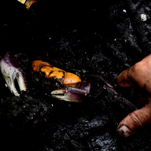 Com tamanho reduzido, caranguejo capixaba perde espaço para o da Bahia