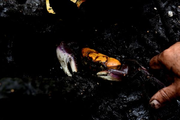 O Espírito Santo já foi autossuficiente na produção de caranguejo. Mas hoje 75% do crustáceo comercializado no Estado é do manguezal baiano