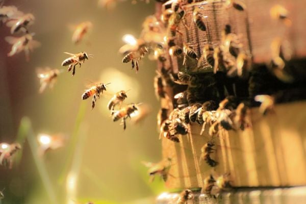 A idosa reclamava da presença das abelhas desde 2018
