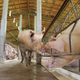 Imagem - ES facilita importação de milho para produtores de aves e suínos