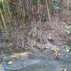 Imagem - Na Semana do Meio Ambiente, córrego renasce em parque público na Serra