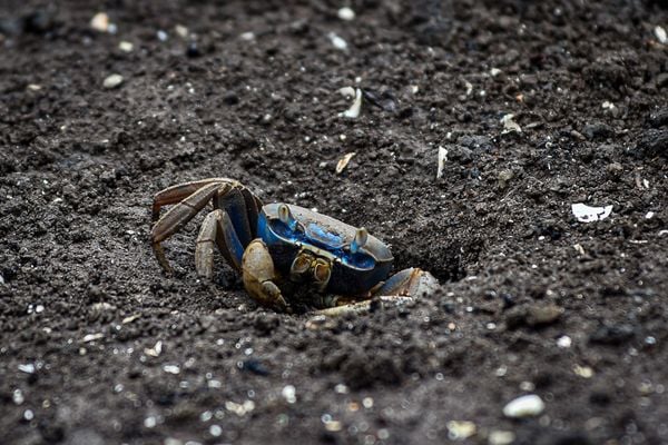 Vitória - ES - Goiamum, uma espécie de caranguejo no mangue de Vitória