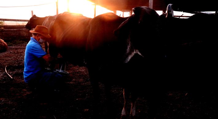 Propriedades que sobreviviam também do agroturismo agora têm dependido ainda mais das vendas dos laticínios após a forte queda nas visitas