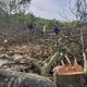 Imagem - Ambientalistas e Iema retiram plantas invasoras de reserva ambiental no ES