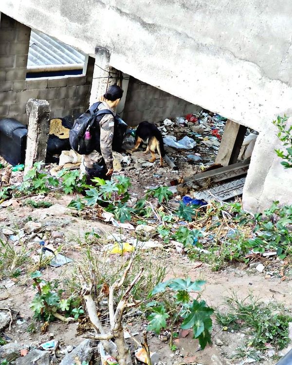 Operação da PM com cães apreende drogas e mais de 750 munições no Morro da Garrafa