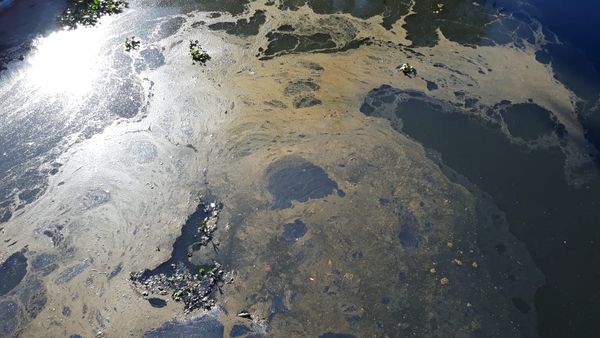 O óleo é denso e surgiu no local desde a última sexta-feira (12)