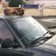 Imagem - Carro abandonado em Vitória serve de local de descanso pra cachorro de rua