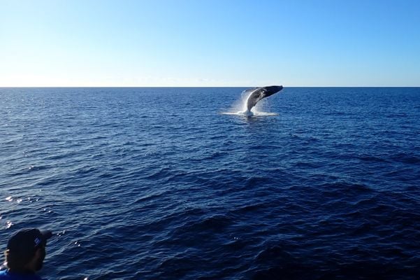 O Projeto Baleia Jubarte avistou 22 baleias-jubarte no litoral capixaba