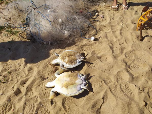 Uma das tartarugas presas, morreu presa a rede de pesca 
