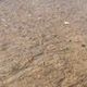 Imagem - Vídeo: vermes aquáticos aparecem na Praia de Camburi, em Vitória