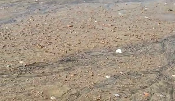 Banhistas flagraram várias poliquetas na Praia de Camburi nesta quarta-feira (24)