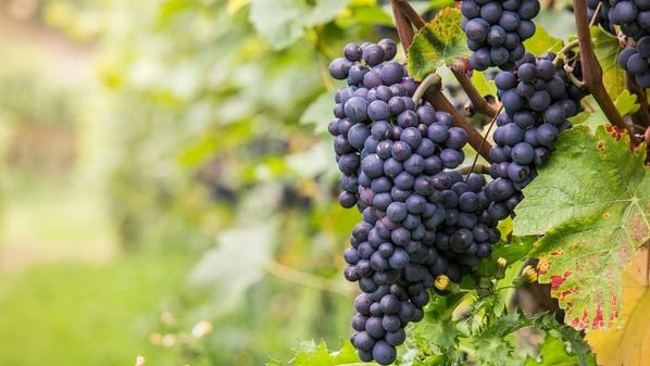 Uma das uvas mais admiradas pelos enófilos, a pinot noir é exigente em relação ao clima, ao tipo de solo e aos métodos de elaboração dos vinhos