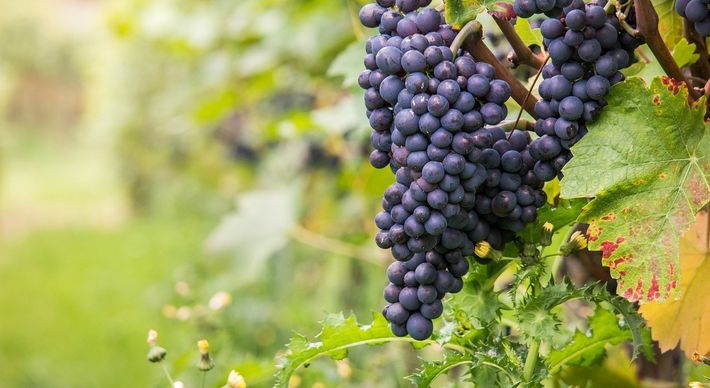 Uma das uvas mais admiradas pelos enófilos, a pinot noir é exigente em relação ao clima, ao tipo de solo e aos métodos de elaboração dos vinhos