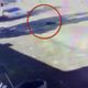 Imagem - Câmera flagra momento em que cachorro é atropelado na Serra