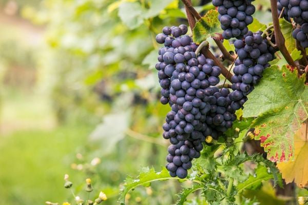 Uvas viníferas Pinot Noir