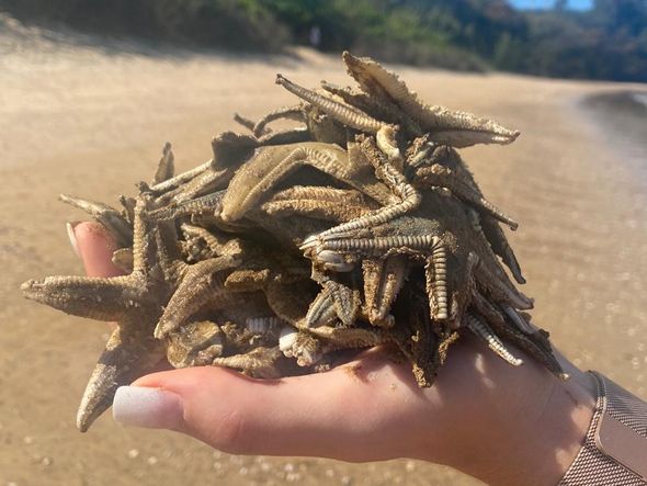 Estrelas-do-mar são encontradas mortas na Praia de Camburi, em Vitória por Michele da Silva Caliman 