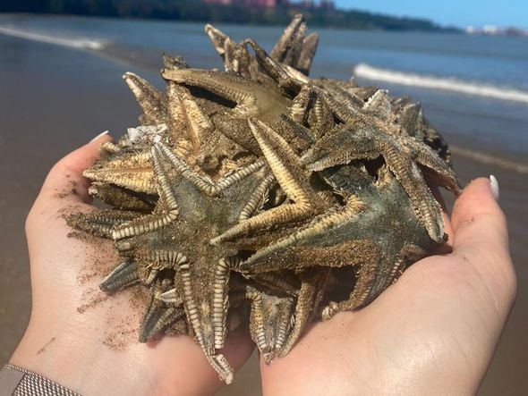 Estrelas-do-mar são encontradas mortas na Praia de Camburi, em Vitória por Michele da Silva Caliman 