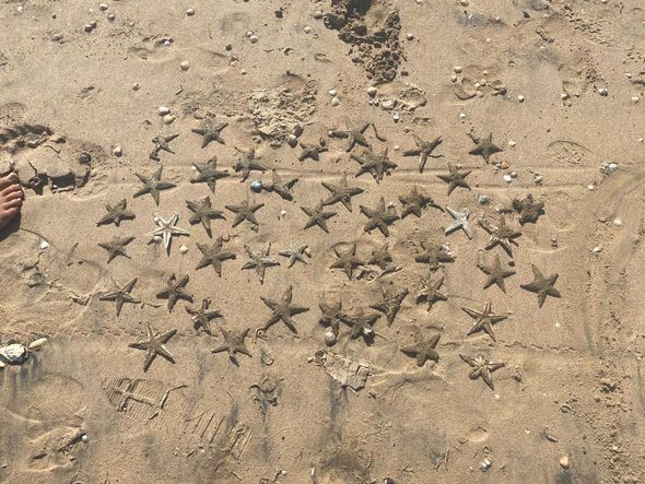 Estrelas-do-mar são encontradas mortas na Praia de Camburi, em Vitória por Michele da Silva Caliman 