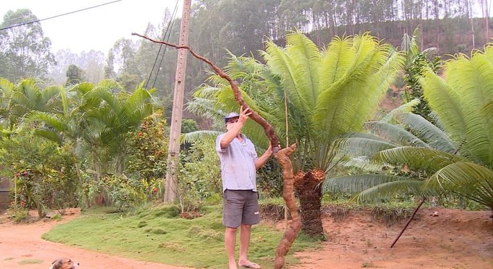 O agricultor Luis Carlos Casagrande levou mais de 20 minutos para colher a 'super mandioca' em sua propriedade, que fica em Córrego Lagrimal