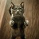 Imagem - Gatos ficam imunes à Covid e podem ajudar no desenvolvimento da vacina, diz estudo