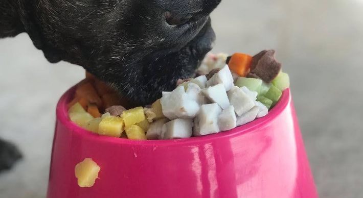 Especialista explica quais devem ser os cuidados ao trocar os produtos da alimentação de cães e gatos na chegada da fase adulta e no início da fase sênior