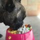 Imagem - Dos filhotes aos seniores: alimentação em cada fase da vida dos pets