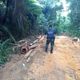 Imagem - Polícia Ambiental flagra desmate de 25 hectares de Mata Atlântica no ES