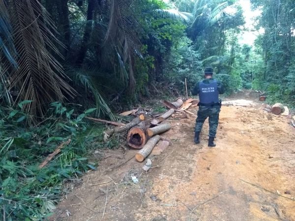 Após denúncia, Polícia Ambiental flagra desmate de 25 hectares em Nova Venécia
