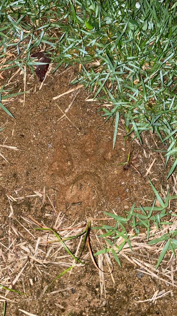 Pegadas da onça-parda foram encontradas pelos locais onde ela passou em Bom Destino