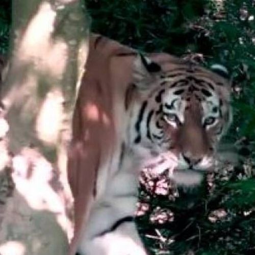 Ataques de animais dentro de zoológicos e santuários são relativamente raros, mas, de acordo com a BBC, não é a primeira vez que acontece no zoológico de Zurique, na Suiça