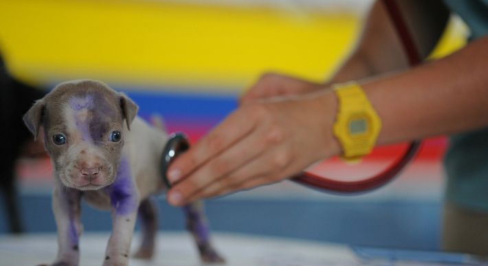 Os exames de rotina, tão populares para humanos que desejam verificar possíveis problemas, também devem ser feito nos pets, segundo recomendações de médicos