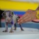 Imagem - Saúde preventiva: conheça os benefícios de um check-up no seu pet