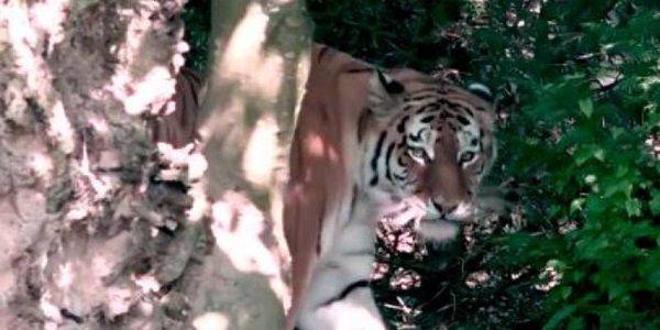 O tigre, chamado Irina, nasceu em um zoológico na Dinamarca, em 2015, e foi transferido para Zurique no ano passado