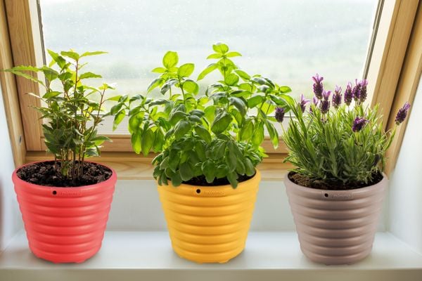Plantas em vasos