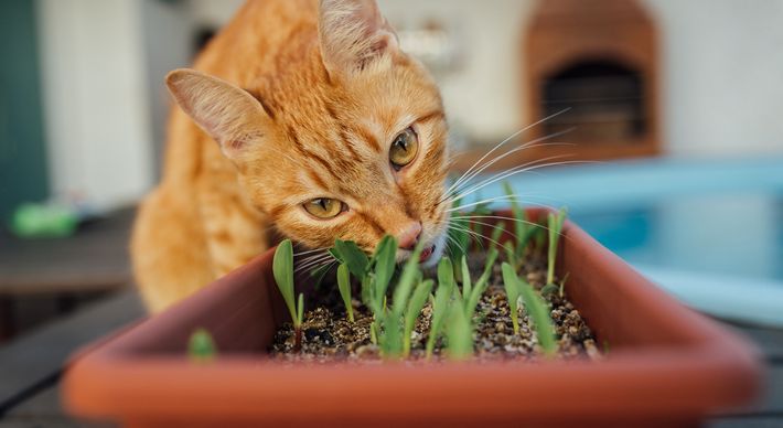 Veja vídeo com dicas de enriquecimento ambiental e brinquedo artesanal ara entreter o seu gatinho