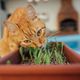 Imagem - Saiba como fazer brinquedo e enriquecer o ambiente para o seu gato
