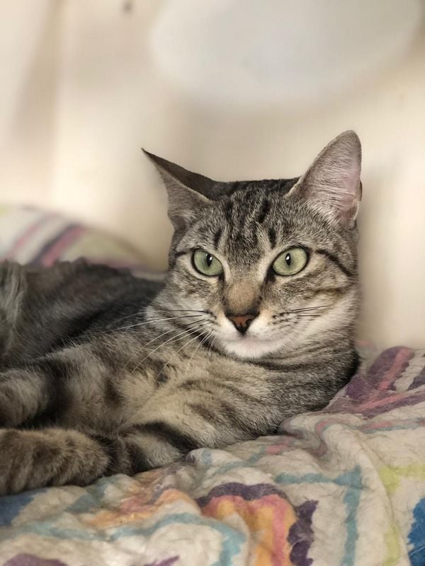 Áquila, gato pra adoção