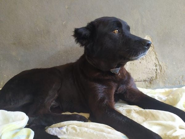 Bolt, cachorro pra adoção