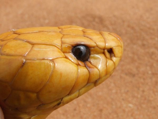 Cobra naja