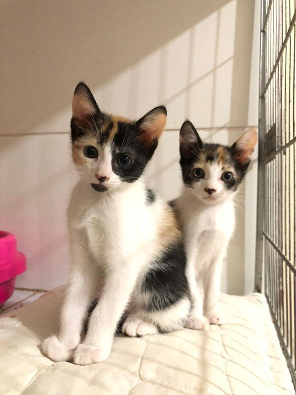 gatinhas para adoção