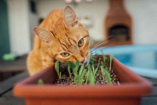 Saiba como fazer brinquedo e enriquecer o ambiente para o seu gato – [Blog GigaOutlet]