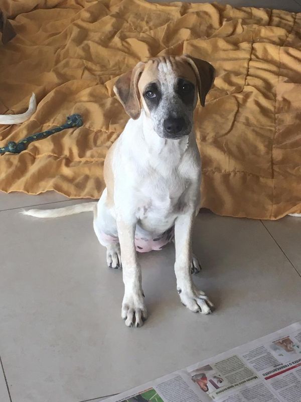 Jane, cachorra pra adoção