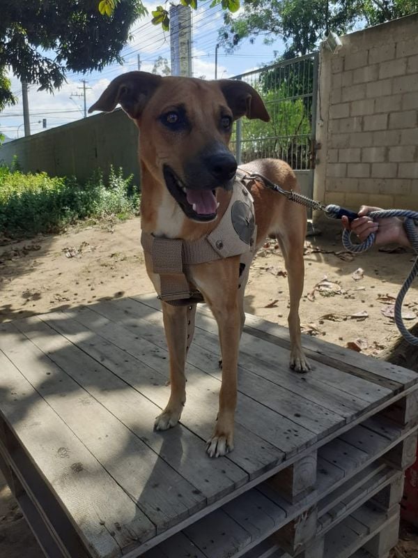 Luck, cachorro pra adoção