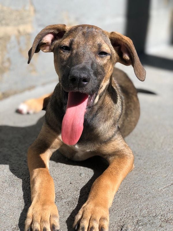 Maria, cachorra pra adoção