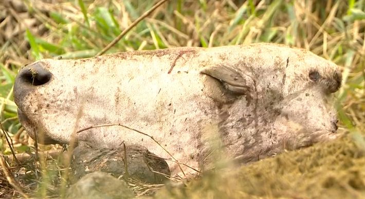Pelo menos dez animais foram mortos nos últimos três meses. Os criminosos invadem as fazendas, matam os animais, levam a carne e descartam a cabeça e as patas. Nem vacas prenhas são poupadas