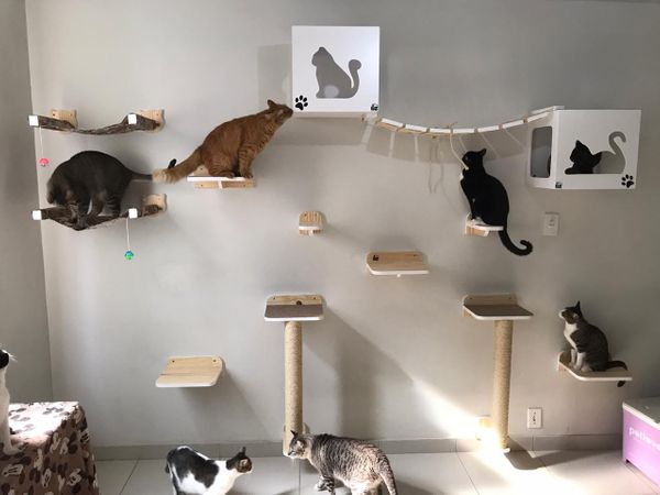 A maioria dos módulos, pontes e nichos são específicos para gatos