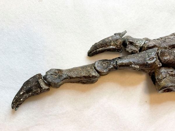 Detalhe do pé do fóssil do Aratasaurus museunacionali, dinossauro descoberto na região do Ceará