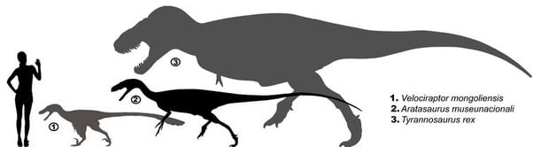 O Aratasaurus museunacionali era um animal de porte médio